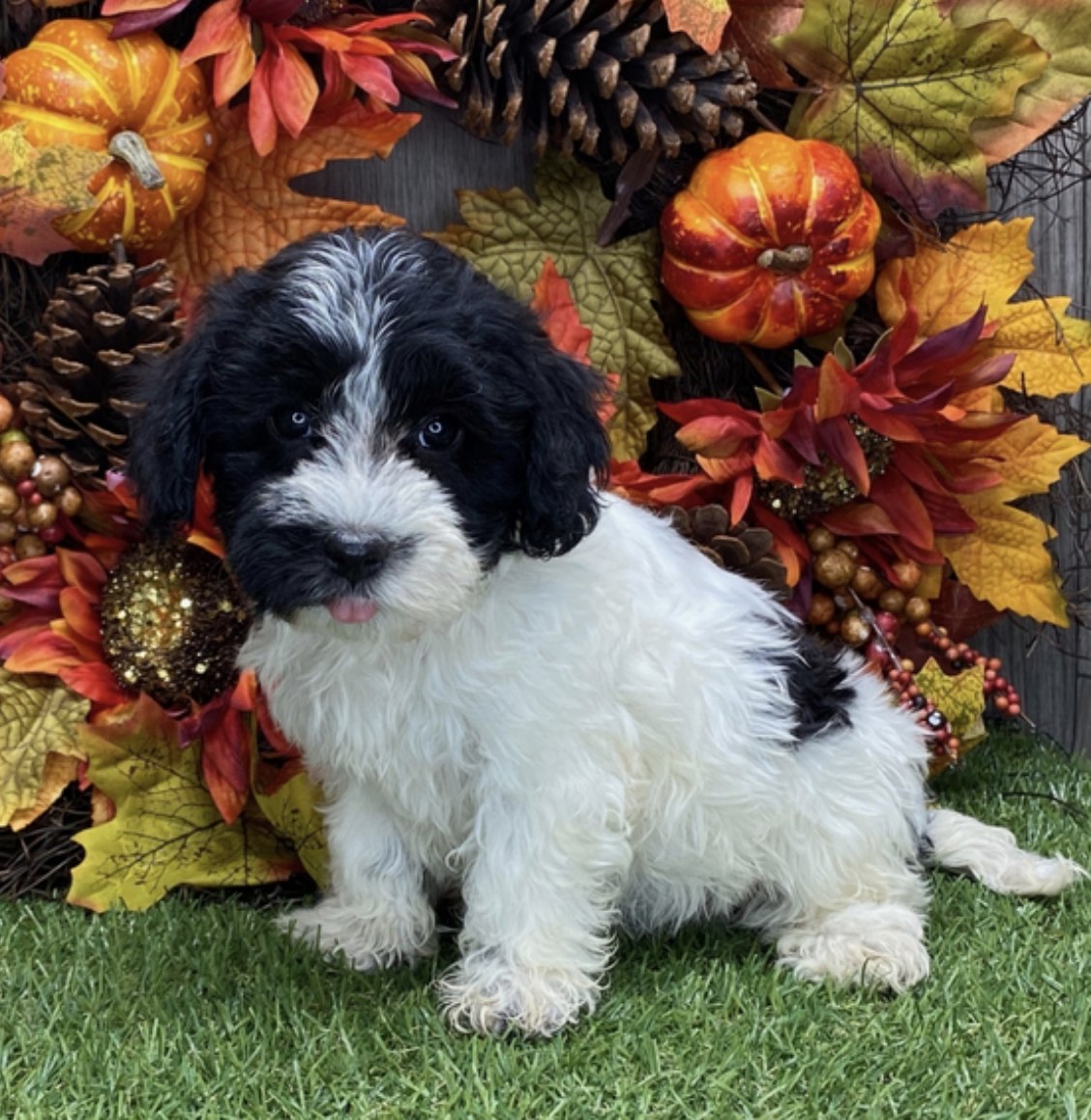 comprar cachorros sanos, baratos y asequibles para la venta